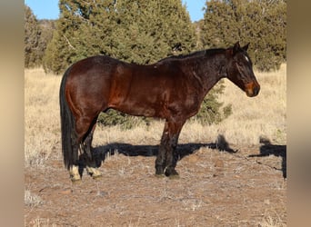 American Quarter Horse, Ruin, 10 Jaar, 152 cm, Roan-Bay