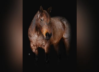 American Quarter Horse, Ruin, 10 Jaar, 152 cm, Roan-Bay