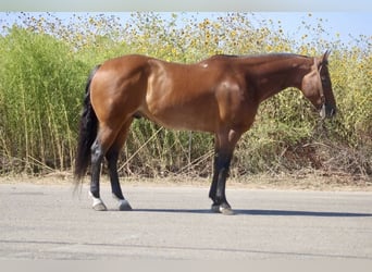 American Quarter Horse, Ruin, 10 Jaar, 152 cm, Roan-Bay