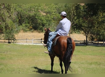 American Quarter Horse, Ruin, 10 Jaar, 152 cm, Roan-Bay