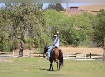 American Quarter Horse, Ruin, 10 Jaar, 152 cm, Roan-Bay