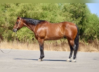 American Quarter Horse, Ruin, 10 Jaar, 152 cm, Roan-Bay