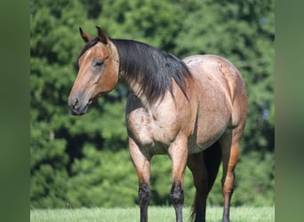 American Quarter Horse, Ruin, 10 Jaar, 152 cm, Roan-Bay
