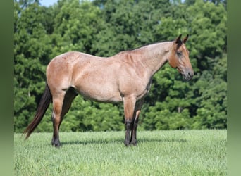 American Quarter Horse, Ruin, 10 Jaar, 152 cm, Roan-Bay