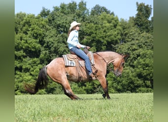 American Quarter Horse, Ruin, 10 Jaar, 152 cm, Roan-Bay