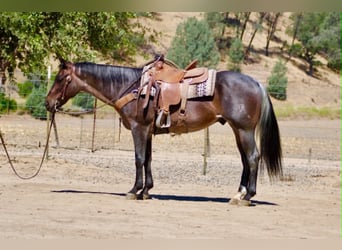 American Quarter Horse, Ruin, 10 Jaar, 152 cm, Roan-Blue
