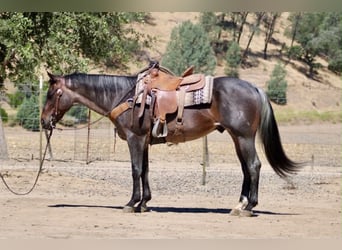American Quarter Horse, Ruin, 10 Jaar, 152 cm, Roan-Blue