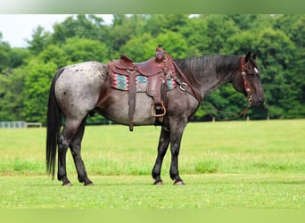 American Quarter Horse, Ruin, 10 Jaar, 152 cm, Roan-Blue