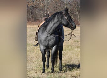 American Quarter Horse, Ruin, 10 Jaar, 152 cm, Roan-Blue