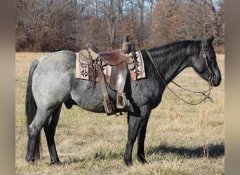 American Quarter Horse, Ruin, 10 Jaar, 152 cm, Roan-Blue
