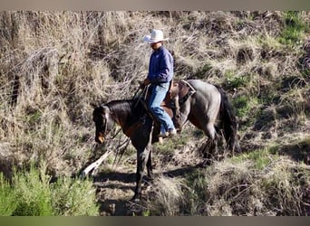 American Quarter Horse, Ruin, 10 Jaar, 152 cm, Roan-Blue