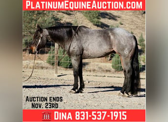American Quarter Horse, Ruin, 10 Jaar, 152 cm, Roan-Blue