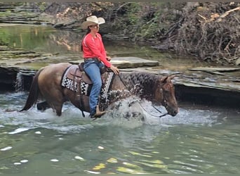 American Quarter Horse, Ruin, 10 Jaar, 152 cm, Roan-Red