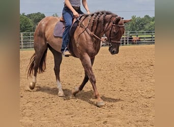 American Quarter Horse, Ruin, 10 Jaar, 152 cm, Roan-Red