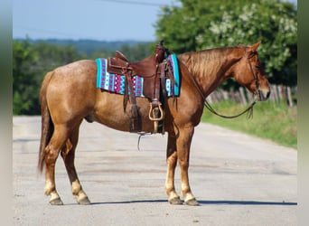 American Quarter Horse, Ruin, 10 Jaar, 152 cm, Roan-Red