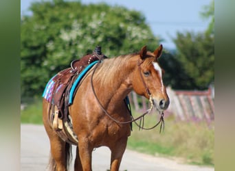 American Quarter Horse, Ruin, 10 Jaar, 152 cm, Roan-Red