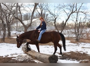 American Quarter Horse, Ruin, 10 Jaar, 152 cm, Roodbruin