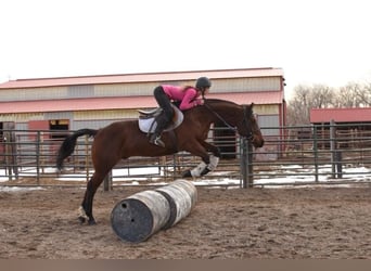 American Quarter Horse, Ruin, 10 Jaar, 152 cm, Roodbruin