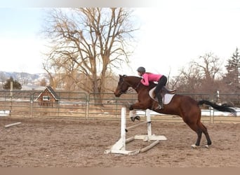 American Quarter Horse, Ruin, 10 Jaar, 152 cm, Roodbruin