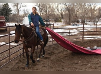 American Quarter Horse, Ruin, 10 Jaar, 152 cm, Roodbruin