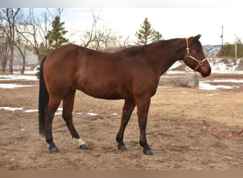 American Quarter Horse, Ruin, 10 Jaar, 152 cm, Roodbruin