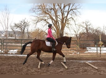 American Quarter Horse, Ruin, 10 Jaar, 152 cm, Roodbruin