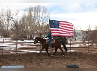 American Quarter Horse, Ruin, 10 Jaar, 152 cm, Roodbruin