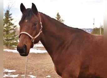 American Quarter Horse, Ruin, 10 Jaar, 152 cm, Roodbruin