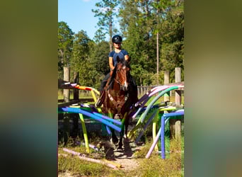 American Quarter Horse, Ruin, 10 Jaar, 152 cm, Roodbruin