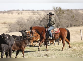 American Quarter Horse, Ruin, 10 Jaar, 152 cm, Roodbruin