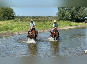 American Quarter Horse, Ruin, 10 Jaar, 152 cm, Roodbruin