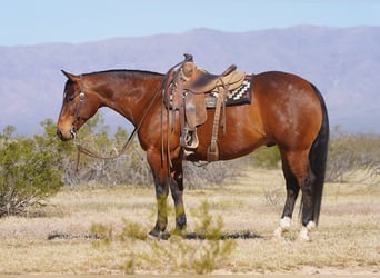 American Quarter Horse, Ruin, 10 Jaar, 152 cm, Roodbruin