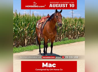 American Quarter Horse, Ruin, 10 Jaar, 152 cm, Roodbruin