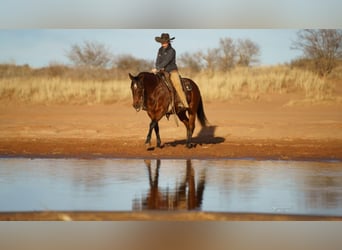 American Quarter Horse, Ruin, 10 Jaar, 152 cm, Roodbruin