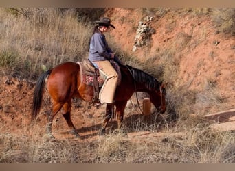 American Quarter Horse, Ruin, 10 Jaar, 152 cm, Roodbruin