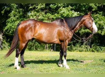 American Quarter Horse, Ruin, 10 Jaar, 152 cm, Roodbruin