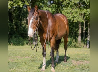 American Quarter Horse, Ruin, 10 Jaar, 152 cm, Roodbruin