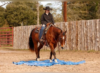 American Quarter Horse, Ruin, 10 Jaar, 152 cm, Roodbruin