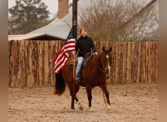 American Quarter Horse, Ruin, 10 Jaar, 152 cm, Roodbruin