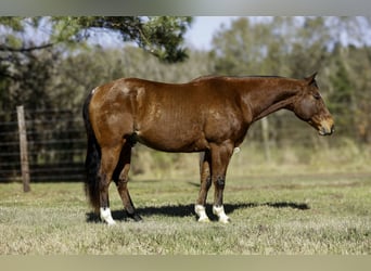 American Quarter Horse, Ruin, 10 Jaar, 152 cm, Roodbruin