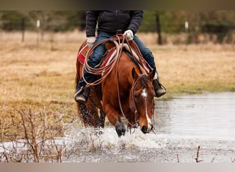 American Quarter Horse, Ruin, 10 Jaar, 152 cm, Roodbruin