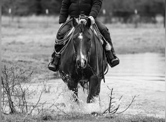 American Quarter Horse, Ruin, 10 Jaar, 152 cm, Roodbruin