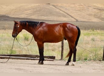 American Quarter Horse, Ruin, 10 Jaar, 152 cm, Roodbruin