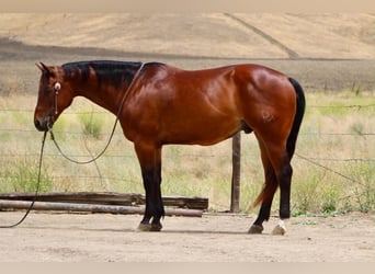 American Quarter Horse, Ruin, 10 Jaar, 152 cm, Roodbruin