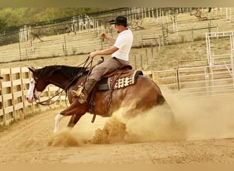 American Quarter Horse Mix, Ruin, 10 Jaar, 152 cm, Roodbruin