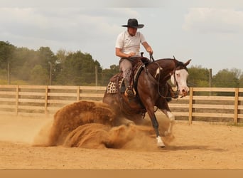 American Quarter Horse Mix, Ruin, 10 Jaar, 152 cm, Roodbruin