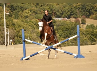 American Quarter Horse Mix, Ruin, 10 Jaar, 152 cm, Roodbruin