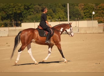 American Quarter Horse Mix, Ruin, 10 Jaar, 152 cm, Roodbruin