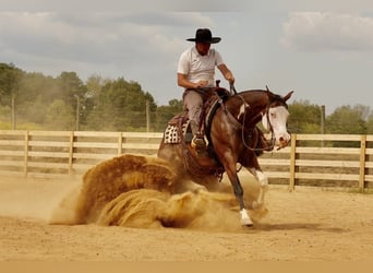 American Quarter Horse Mix, Ruin, 10 Jaar, 152 cm, Roodbruin