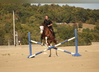 American Quarter Horse Mix, Ruin, 10 Jaar, 152 cm, Roodbruin